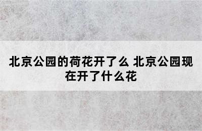 北京公园的荷花开了么 北京公园现在开了什么花